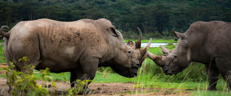 2 Days 1night Lake Nakuru