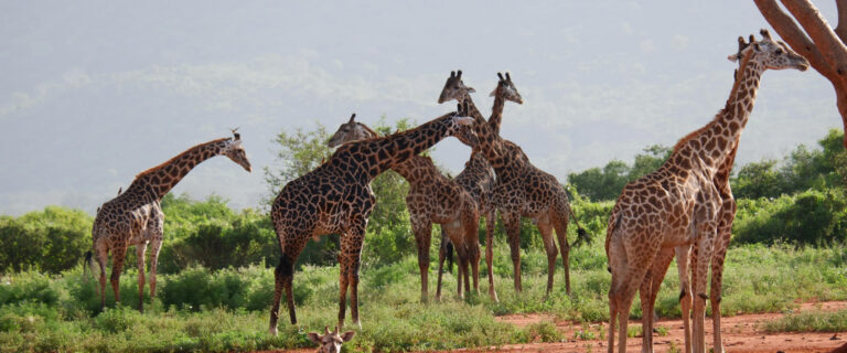 2 Days Safari Tsavo East National Par3