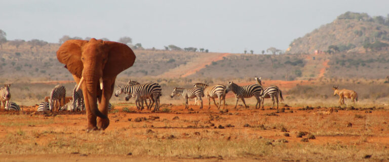 2 Days Safari Tsavo East National Park