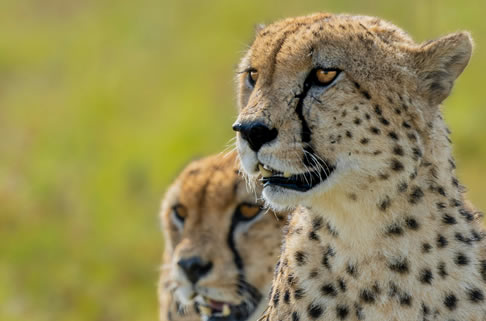 3 Days Tsavo East And Saltlick Safari Lodge