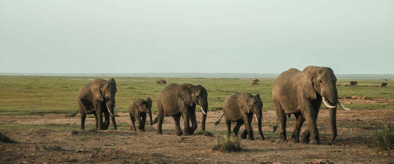 3 Days Tsavo East And Amboseli