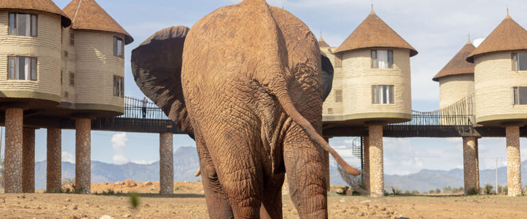 4 Days Tsavo West, Amboseli & Taita Hills Saltlick