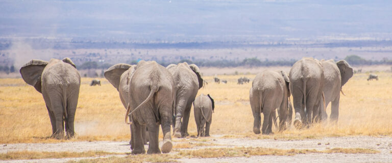 4 Days Tsavo West, Amboseli & Taita Hills Saltlick1