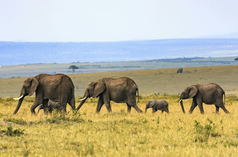 5 Days Tsavo East, West, Amboseli & Saltlick