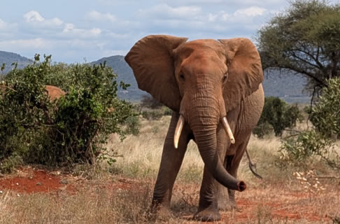 4 Days Tsavo West, Amboseli & Taita Hills/Saltlick