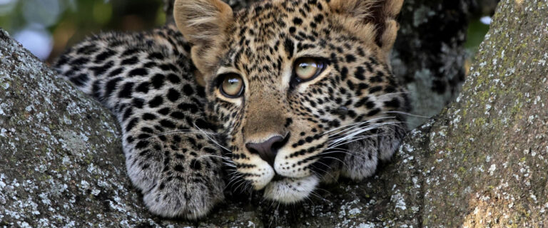 5 Days, Aberdares, Mara, Nakuru