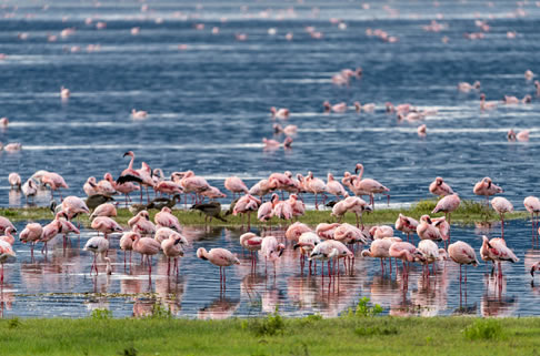 5 Days Aberdares, Masai Mara, Lake Nakuru