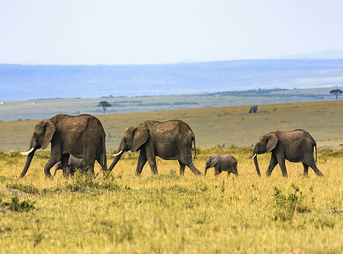 Amboseli National Park