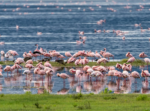 Lake Nakuru National Park