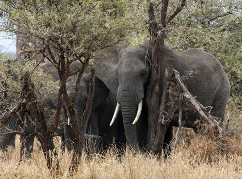 Samburu National Reserve