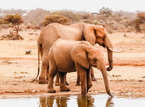 Tsavo National Park